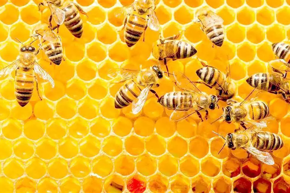 على سيرة ارتفاع أسعار الدواء…حتى النحل يشتكي الغلاء أيضاً… 
