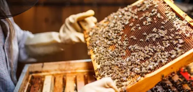 تراجع إنتاج سوريا من العسل 40% عن إنتاج العام الماضي. 