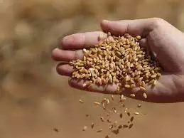 بداية مبشرة في أول يوم لاستلام القمح … 10 آلاف طن هذا الموسم مقارنة 3 آلاف في الموسم الماضي 
