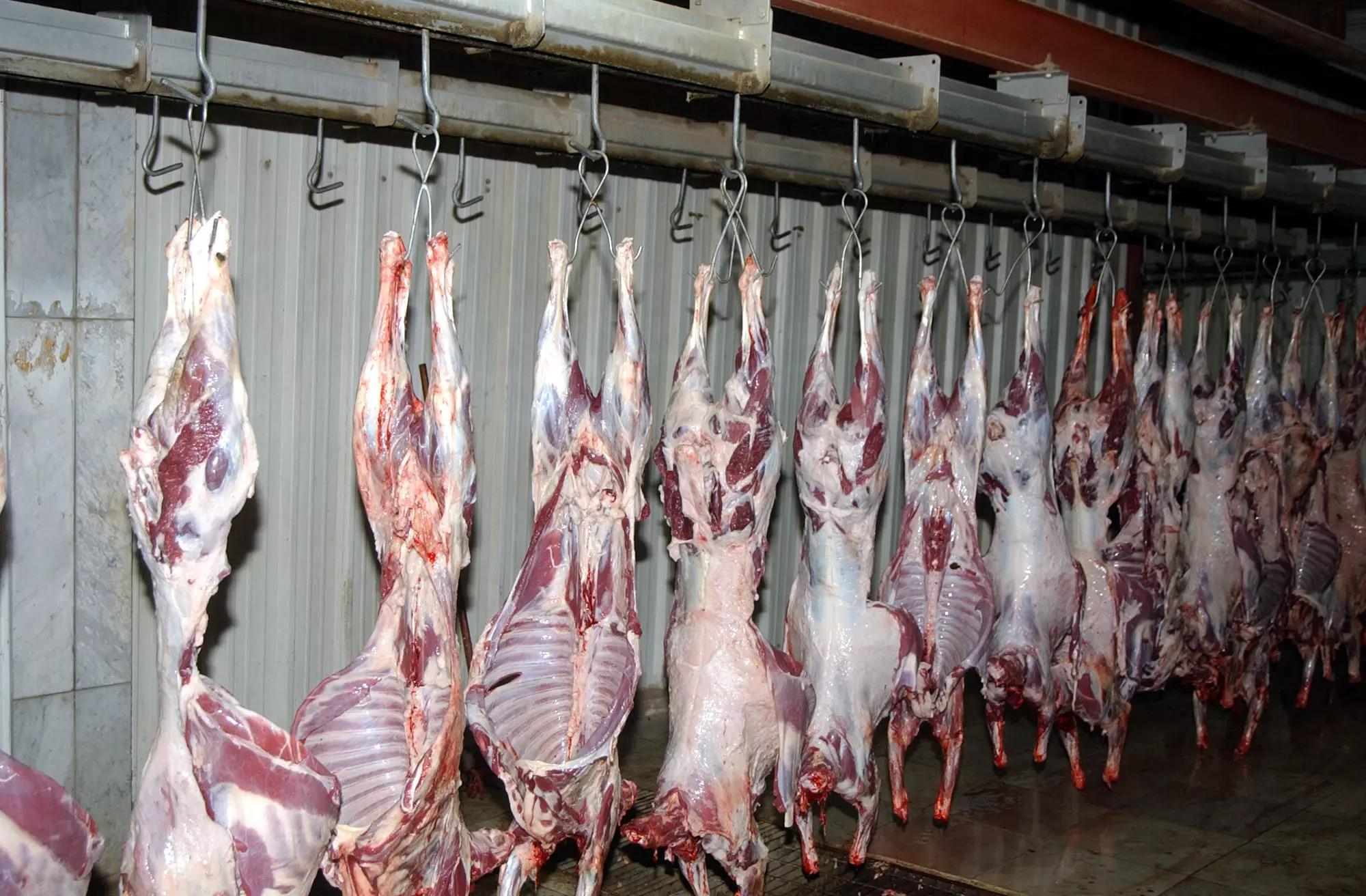 اقترح استيراد اللحوم المجمدة … رئيس جمعية اللحامين : الأغنام المستوردة أسعارها أقل من المنتجة محلياً 