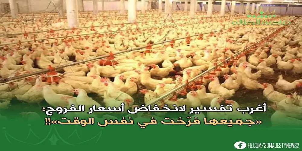 اغرب تفسير لانخفاض الفروج ... جميعها فرّخت بنفس الوقت 